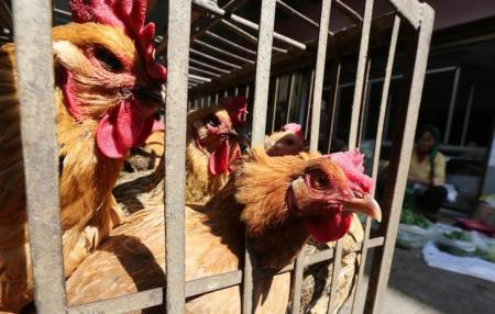 السلطات الصحية: ارتفاع وفيات إنفلونزا الطيور بالصين في مايو إلى 37